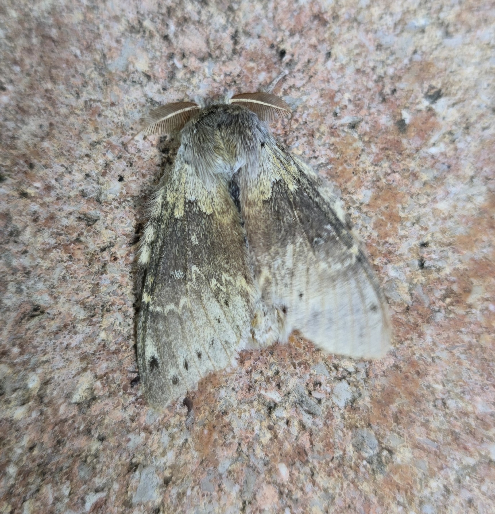 Photo of Lobster Moth (Stauropus fagi)